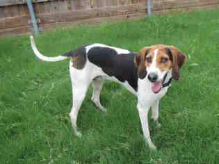 Treeing Walker Coonhound Dogs for adoption in Plano, TX, USA