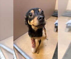 Mutt Dogs for adoption in Martinez, CA, USA