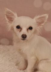 Chihuahua Dogs for adoption in Decatur, GA, USA