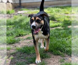 Beagle-Unknown Mix Dogs for adoption in Shreveport, LA, USA