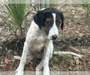 Treeing Walker Coonhound-Unknown Mix Dogs for adoption in Ocala, FL, USA