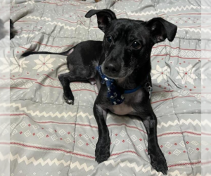 Chihuahua-Unknown Mix Dogs for adoption in Bellingham, WA, USA