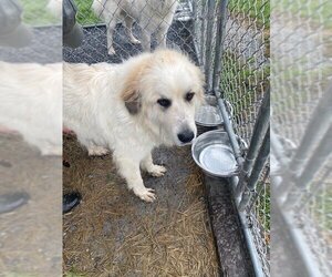 Great Pyrenees Dogs for adoption in Unionville, PA, USA