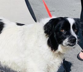 Border-Aussie Dogs for adoption in HESPERIA, CA, USA