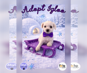 Poodle (Toy) Dogs for adoption in Menifee, CA, USA