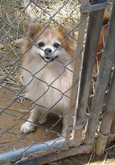 Pomeranian Dogs for adoption in Lewistown, PA, USA