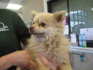 Pomeranian Dogs for adoption in Santa Maria, CA, USA
