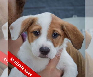 Mutt Dogs for adoption in Huntley, IL, USA