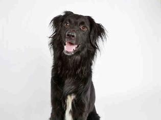 Border Collie-Unknown Mix Dogs for adoption in Apache Junction, AZ, USA