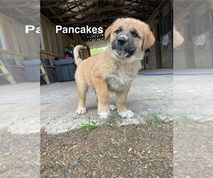 Anatolian Shepherd-Unknown Mix Dogs for adoption in Aurora, IN, USA