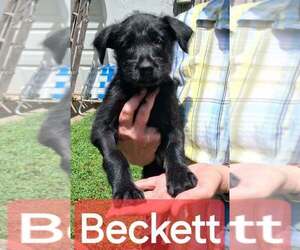 GIANT SCHNAUZER -Unknown Mix Dogs for adoption in Aurora, IN, USA