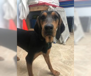 Black and Tan Coonhound Dogs for adoption in Neillsville, WI, USA