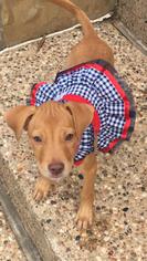 Chiweenie Dogs for adoption in Fort Worth, TX, USA