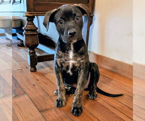 Mutt Dogs for adoption in Vail, AZ, USA