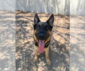 German Shepherd Dog Dogs for adoption in San Diego, CA, USA