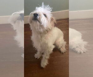 Poodle (Standard)-Unknown Mix Dogs for adoption in Rustburg, VA, USA