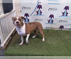 Mutt Dogs for adoption in Orlando, FL, USA