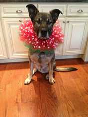 German Shepherd Dog Dogs for adoption in Elmsford, NY, USA