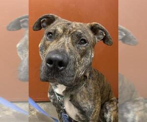 Staffordshire Bull Terrier-Unknown Mix Dogs for adoption in Center Township, PA, USA