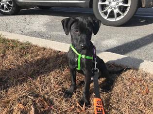 Small Labrador Retriever Mix