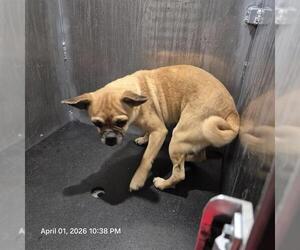 Pug-Unknown Mix Dogs for adoption in San Antonio, TX, USA