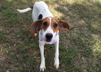 Small Treeing Walker Coonhound Mix