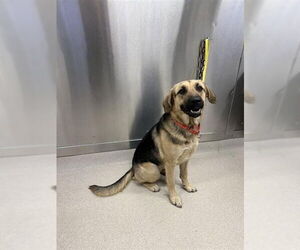 German Shepherd Dog Dogs for adoption in Fairbanks, AK, USA