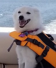 American Eskimo Dog Dogs for adoption in Randallstown, MD, USA