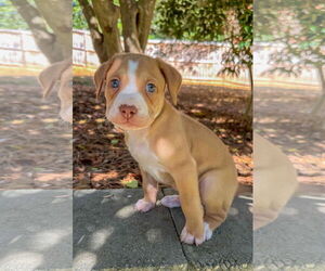 Mutt Dogs for adoption in Holly Springs, NC, USA