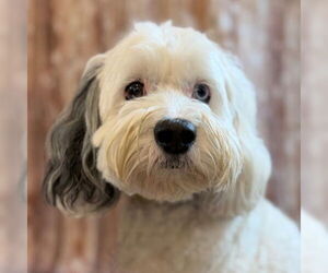 Cock-A-Poo-Unknown Mix Dogs for adoption in Arlington, VA, USA