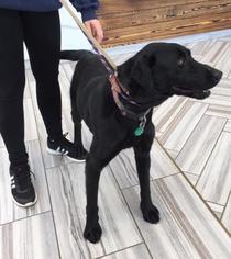 Labrador Retriever Dogs for adoption in Valparaiso, IN, USA