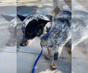 Texas Heeler Dogs for adoption in HESPERIA, CA, USA
