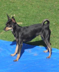 Miniature Pinscher Dogs for adoption in Olalla, WA, USA