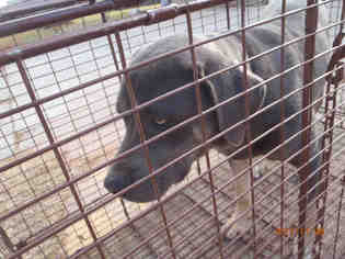 Rottweiler Dogs for adoption in Oklahoma City, OK, USA