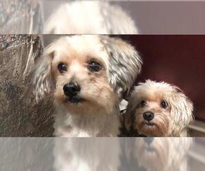 Maltese-Unknown Mix Dogs for adoption in Fort Lauderdale, FL, USA