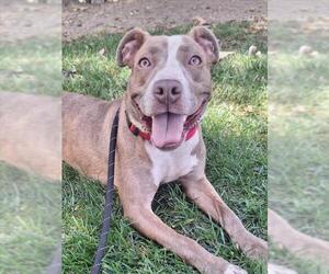 American Pit Bull Terrier Dogs for adoption in Woodland, CA, USA