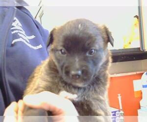Border Collie-Unknown Mix Dogs for adoption in Sacramento, CA, USA