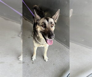 German Shepherd Dog Dogs for adoption in San Bernardino, CA, USA