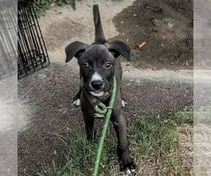 American Staffordshire Terrier-Unknown Mix Dogs for adoption in New Oxford , PA, USA