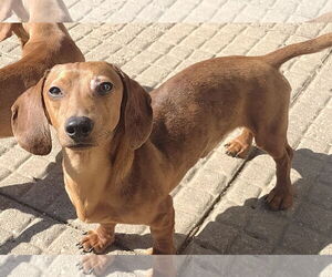 Dachshund Dogs for adoption in Sioux Falls, SD, USA