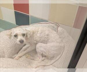 Poodle (Miniature) Dogs for adoption in Plano, TX, USA