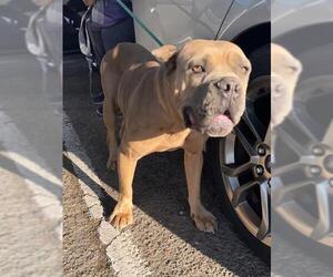 Mutt Dogs for adoption in Stockton, CA, USA