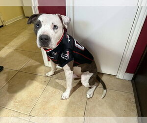 Staffordshire Bull Terrier-Unknown Mix Dogs for adoption in The Woodlands, TX, USA