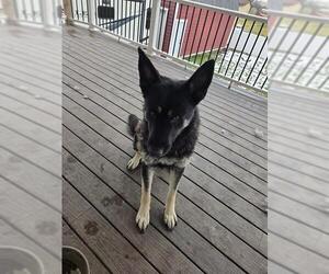 German Shepherd Dog Dogs for adoption in Ogden, UT, USA