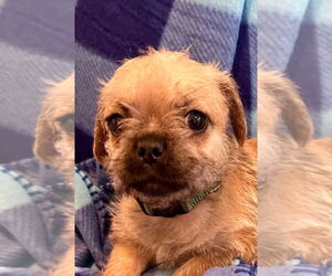 Pug-Unknown Mix Dogs for adoption in San Diego, CA, USA