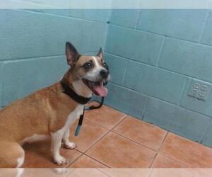 Chiweenie Dogs for adoption in Downey, CA, USA