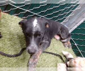 Australian Shepherd Dogs for adoption in Downey, CA, USA