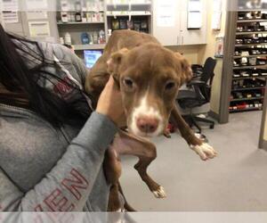 American Pit Bull Terrier Dogs for adoption in Riverside, CA, USA