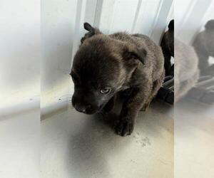 German Shepherd Dog Dogs for adoption in Bakersfield, CA, USA