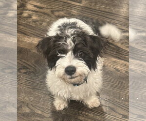 Maltese-Unknown Mix Dogs for adoption in Bellevue, WA, USA